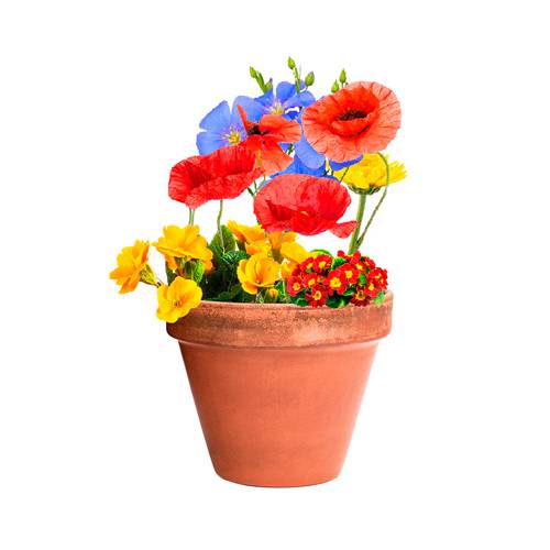 Cápsula con semillas eco “gracias por venir”