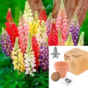 Maceta terracota con semillas de lupine